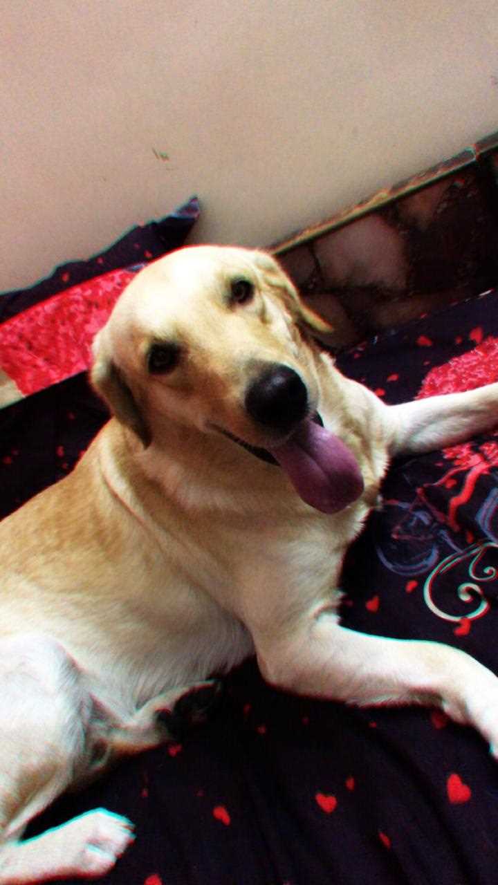 Labrador Retriever Dogs For Mating In Bhilai Nagar