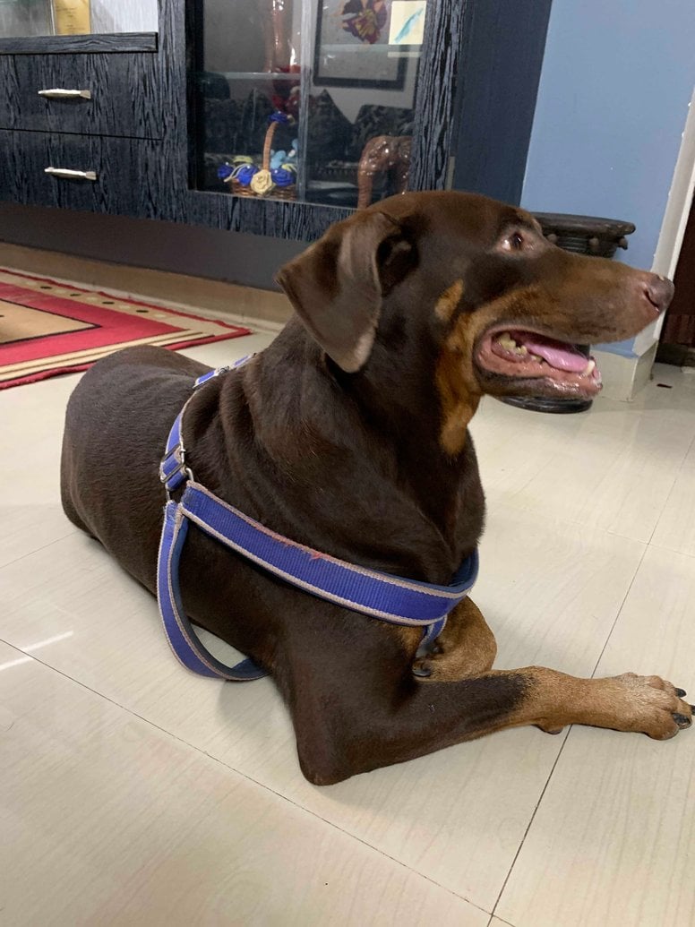 Doberman Dogs For Mating In Raipur