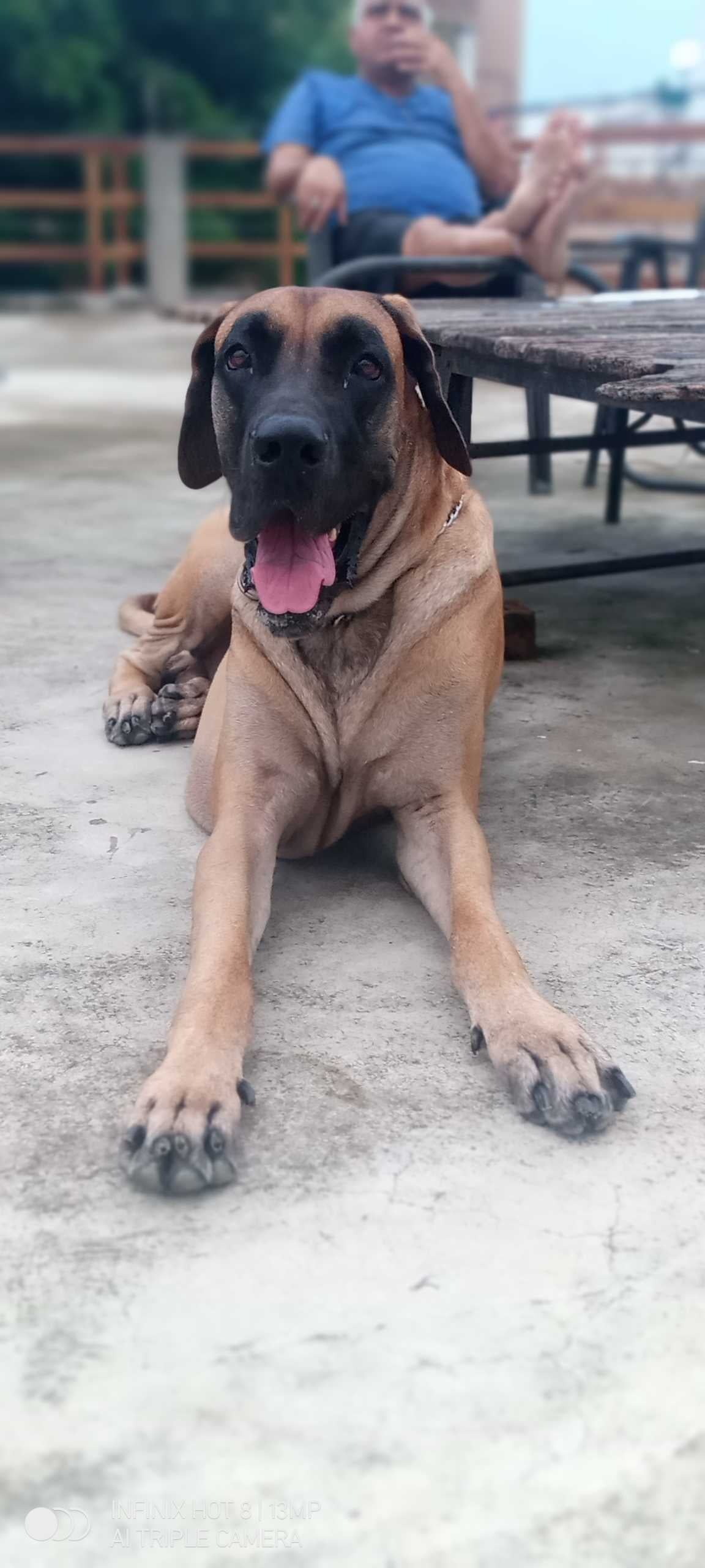 Great Dane Dogs For Mating In Lucknow
