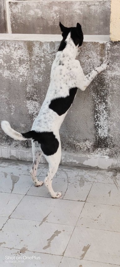 Indian Breed For Adoption In Junagadh