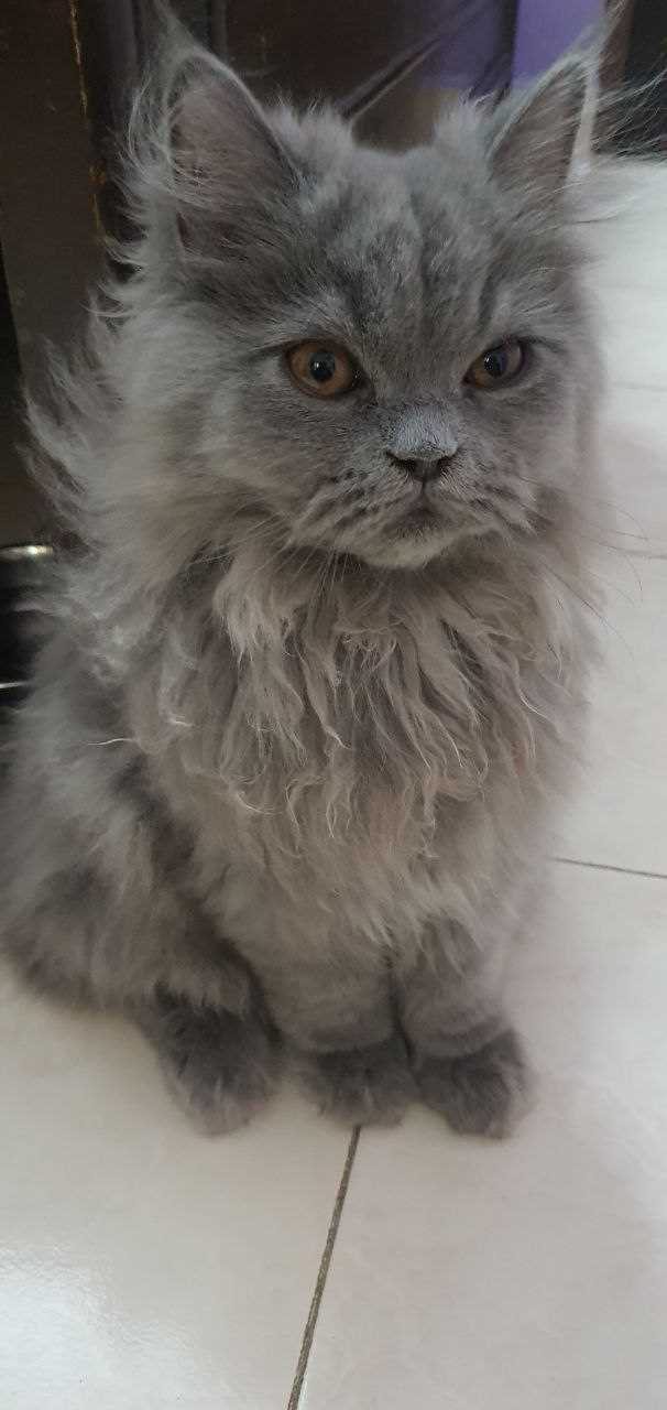 Persian For Sale In Shimoga