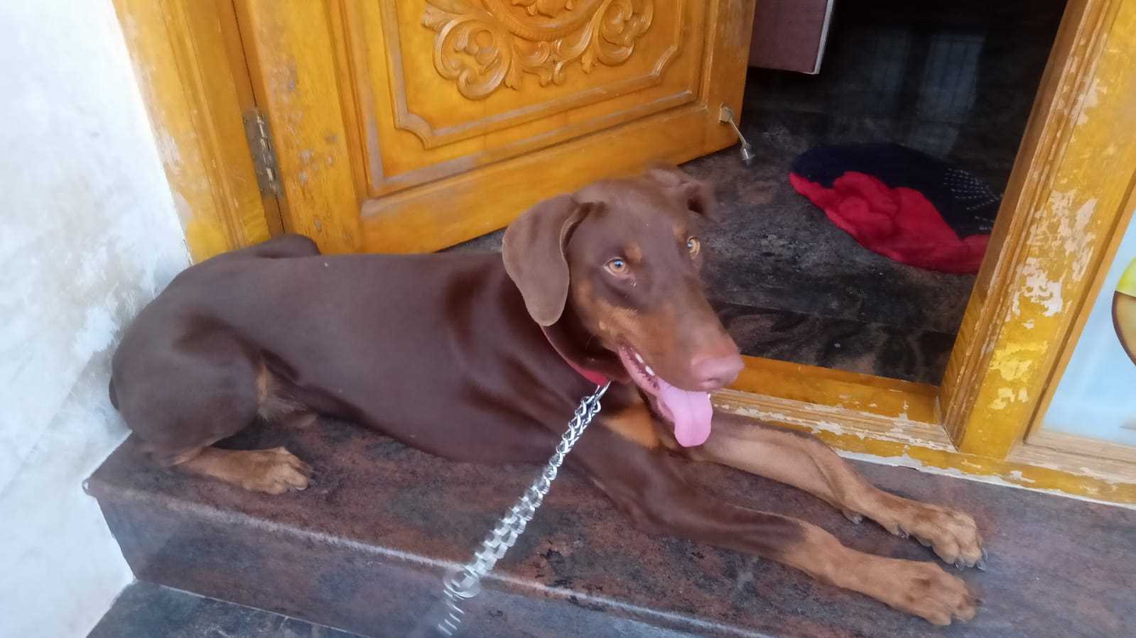 Doberman Pinscher Dogs For Mating In Coimbatore