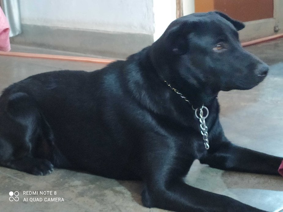 Labrador Retriever For Adoption In Singrauli