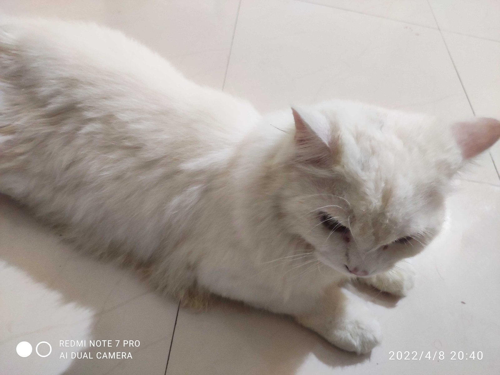 Persian Dogs For Mating In Pune