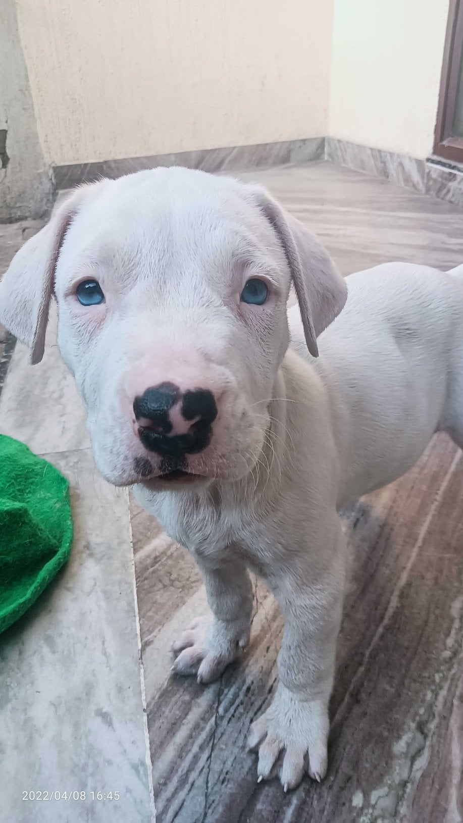 Dogo Argentino For Sale In Lucknow