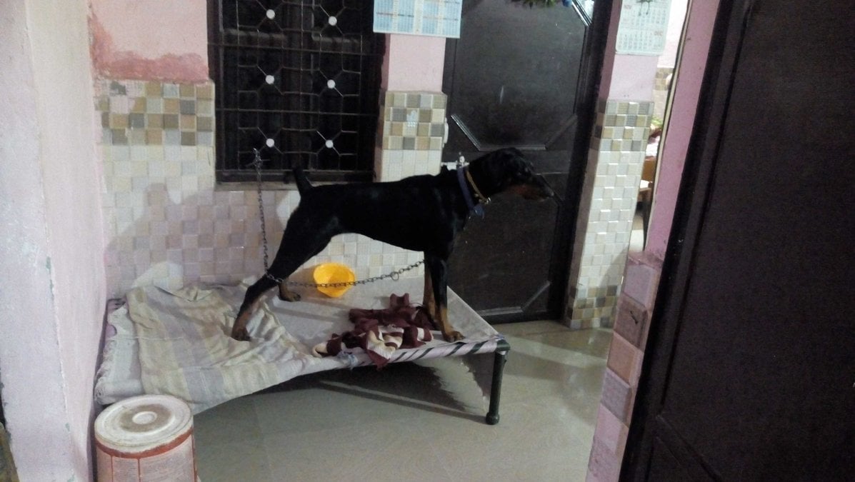 Doberman Pinscher Dogs For Mating In Delhi