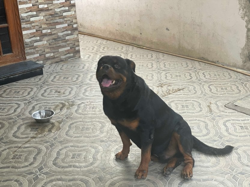 Rottweiler Dogs For Mating In Chennai