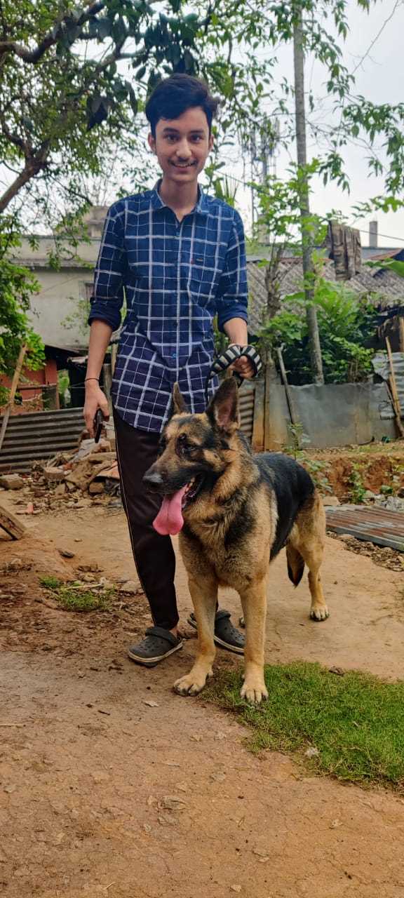 German Shepherd Dogs For Mating In Kanyakumari