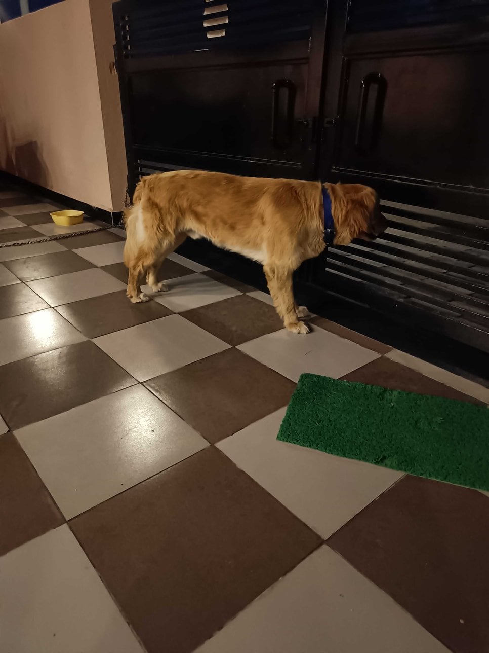 Golden Retriever Dogs For Mating In Pune