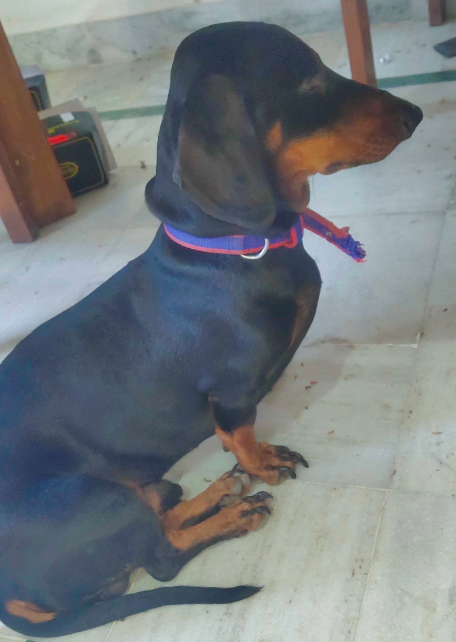 Dachshund Dogs For Mating In Chandigarh