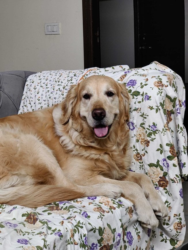 Golden Retriever Dogs For Mating In Surat