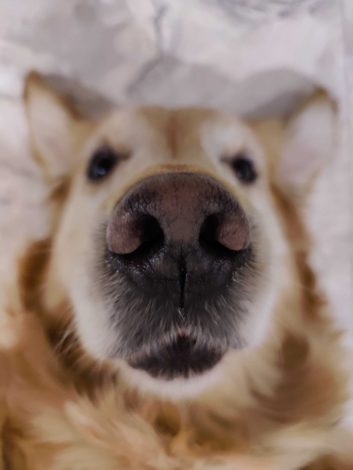Golden Retriever Dogs For Mating In Surat