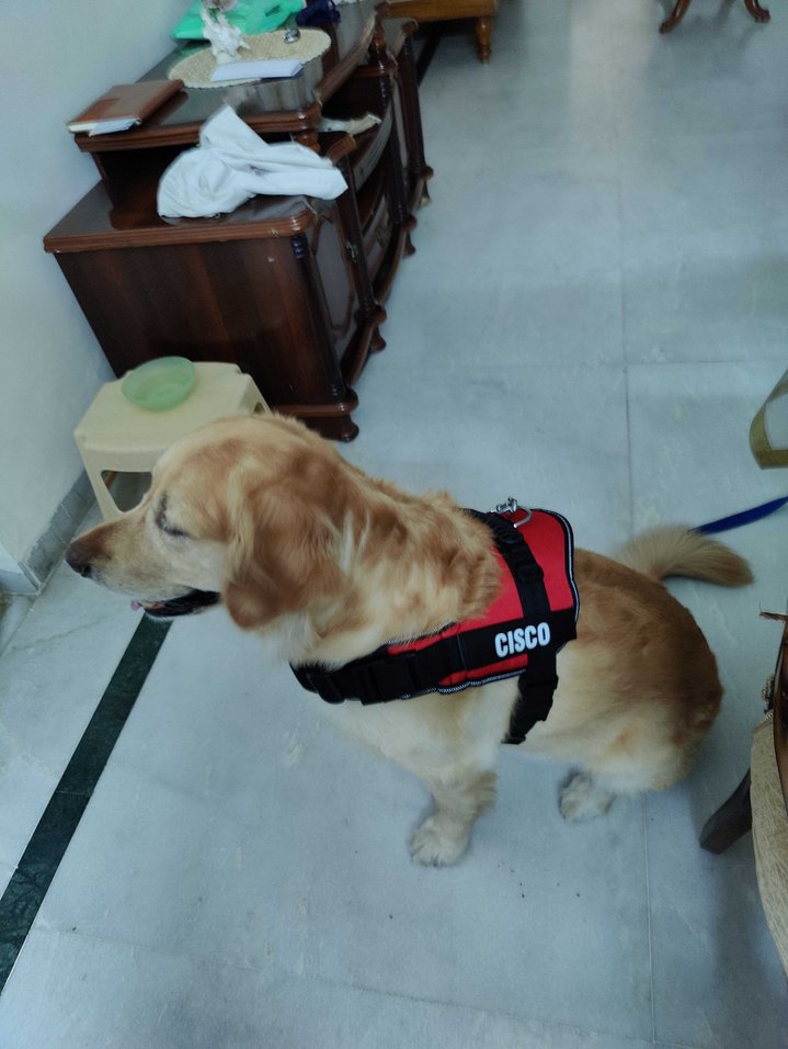 Golden Retriever Dogs For Mating In Surat
