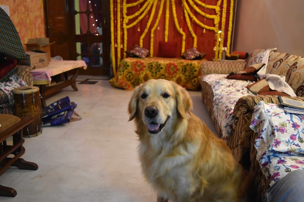 Golden Retriever Dogs For Mating In Surat