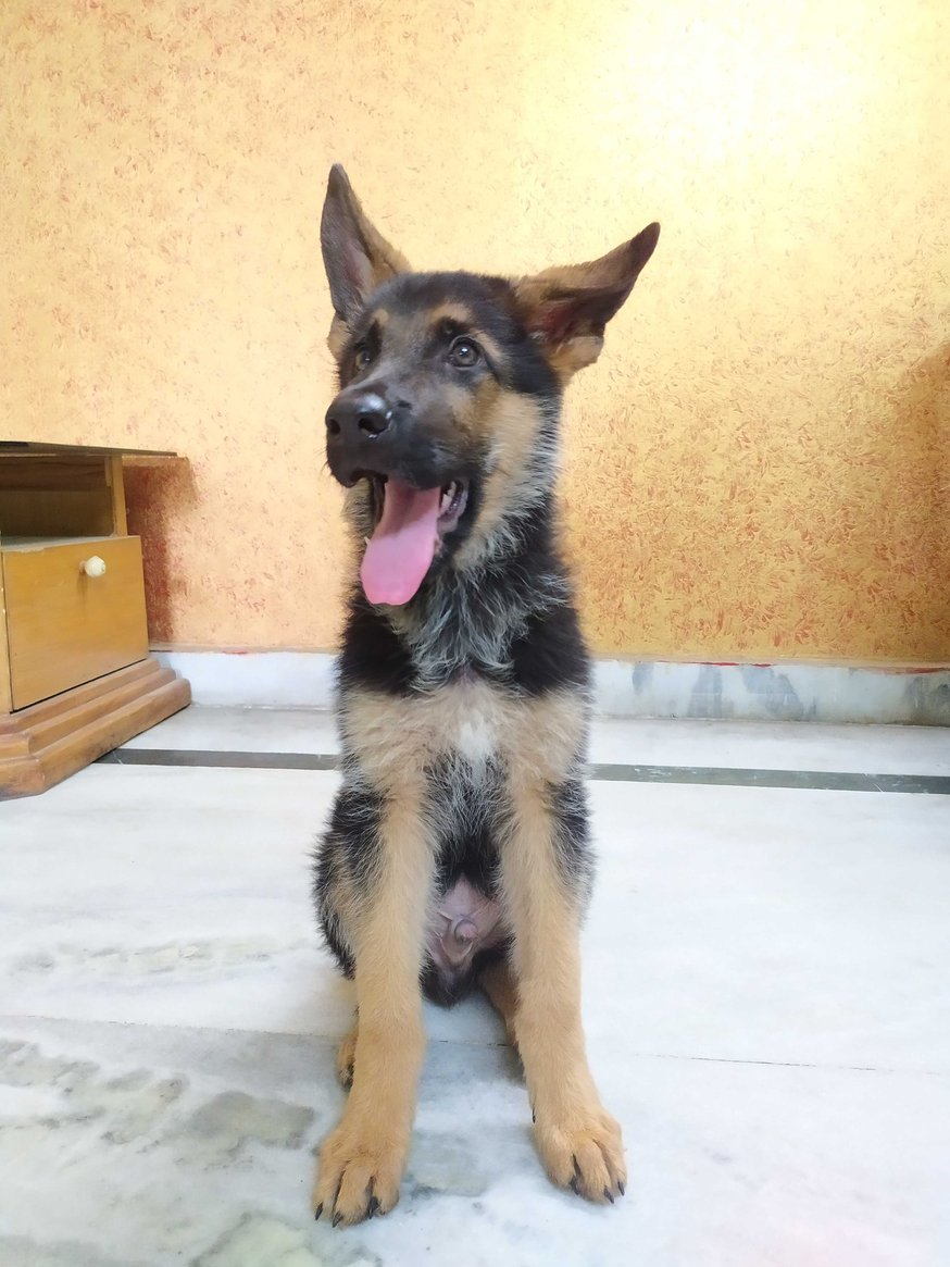 German Shepherd For Sale In Lucknow