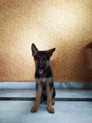 German Shepherd For Sale In Lucknow
