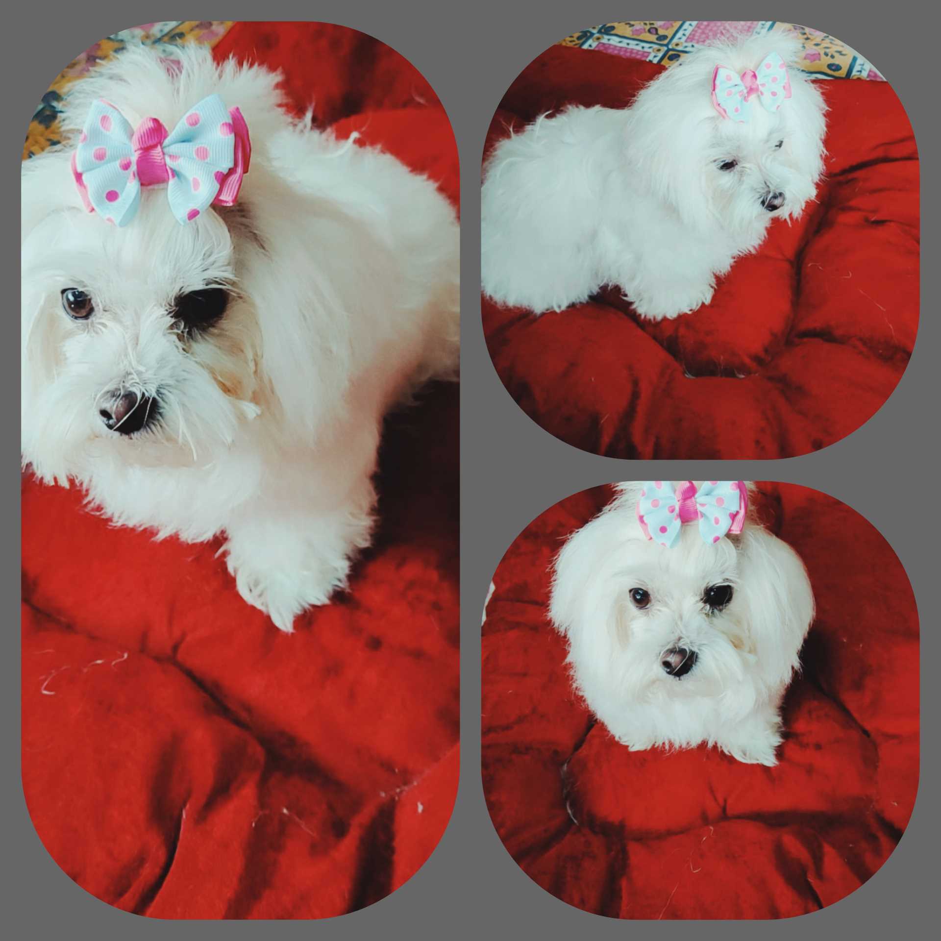Maltese Dogs For Mating In Mumbai