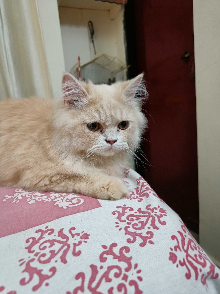 Persian For Sale In Imphal