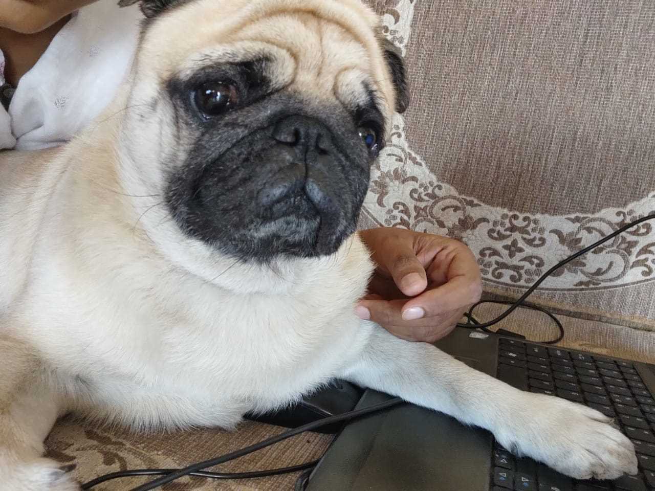 Pug Dogs For Mating In Mysore