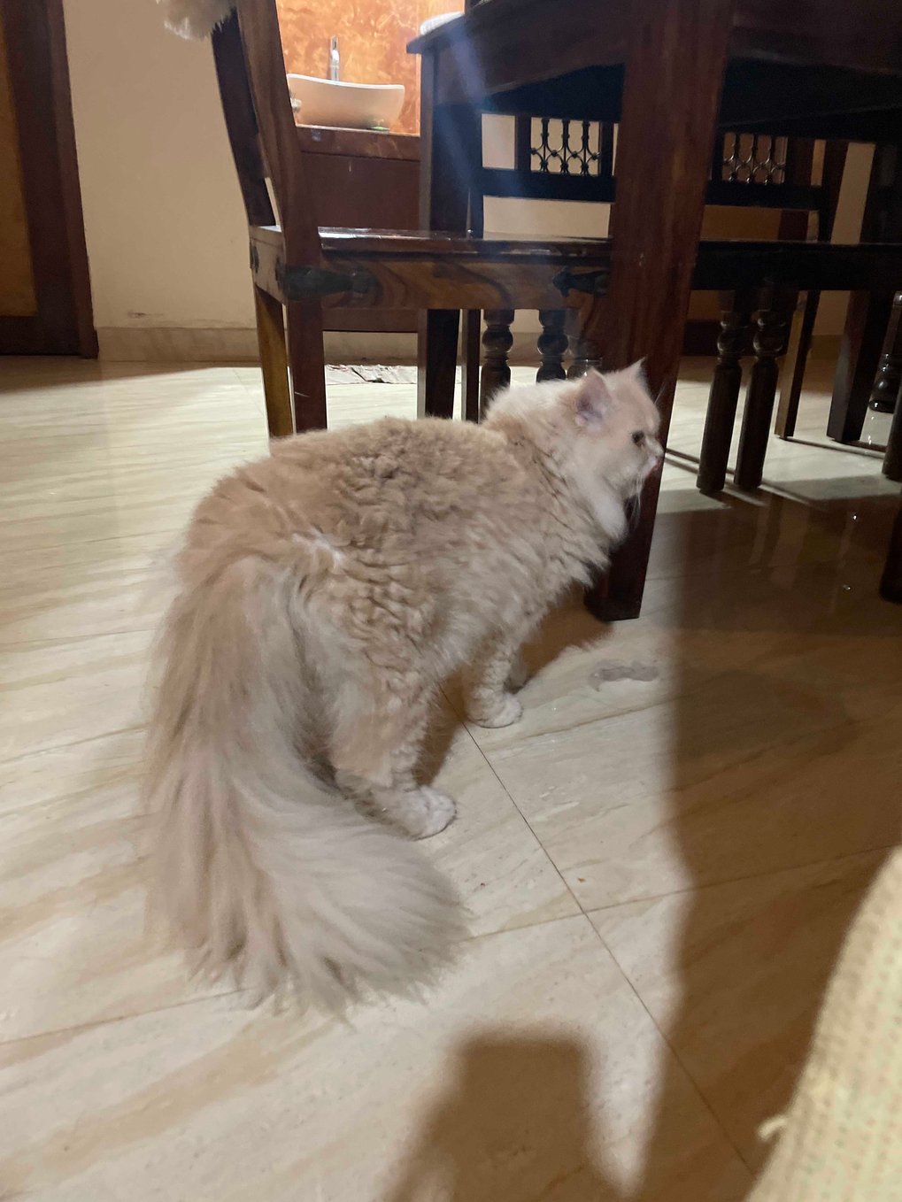 Persian Dogs For Mating In Bangalore