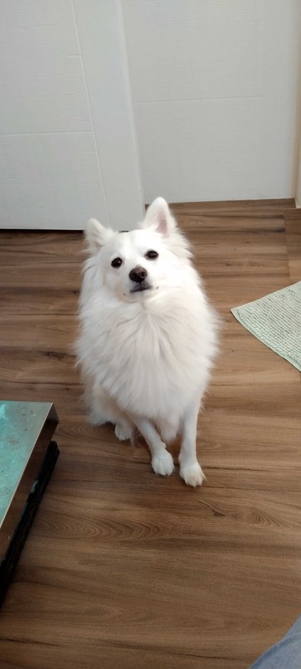 Pomeranian Dogs For Mating In Kochi
