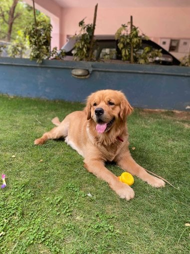 Golden Retriever Dogs For Mating In Kozhikode