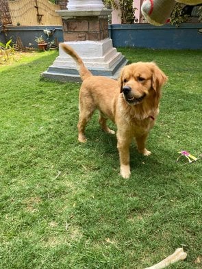 Golden Retriever Dogs For Mating In Kozhikode