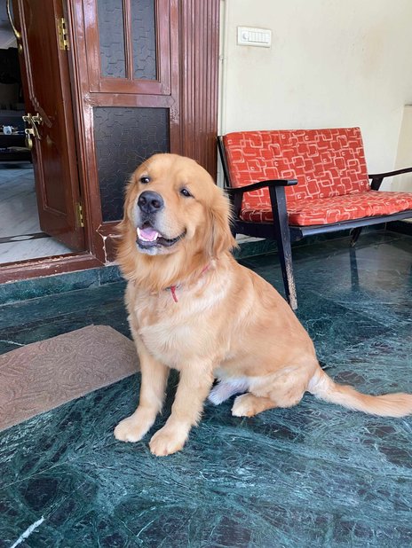 Golden Retriever Dogs For Mating In Kozhikode