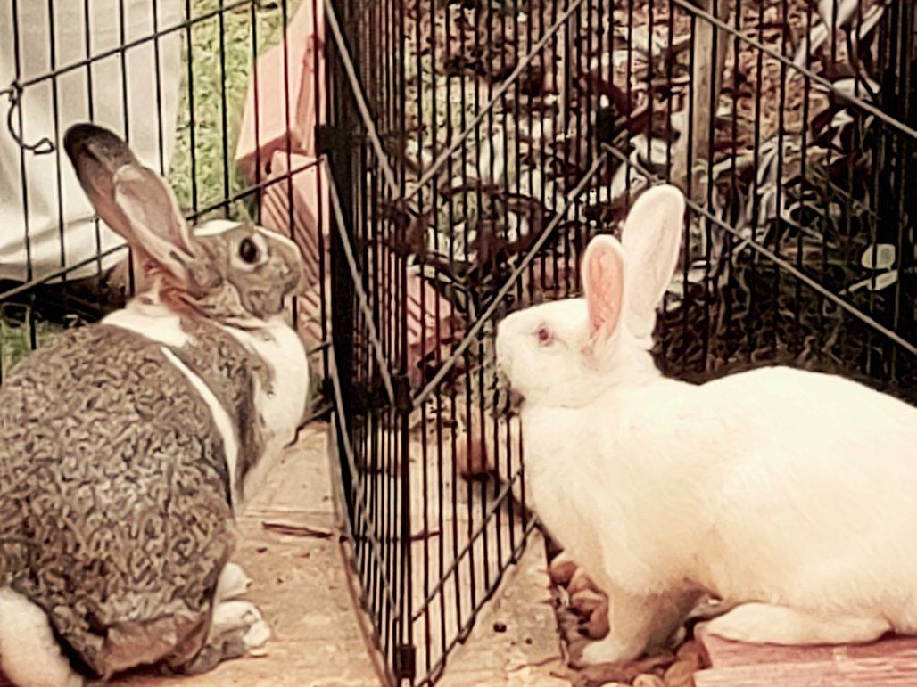 Rabbits For Adoption In Bangalore