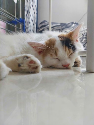 Calico For Sale In Jaipur