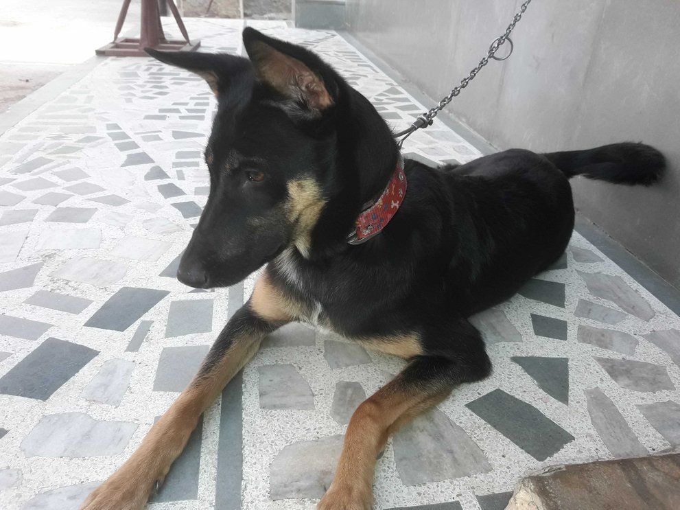 German Shepherd For Adoption In Ajmer