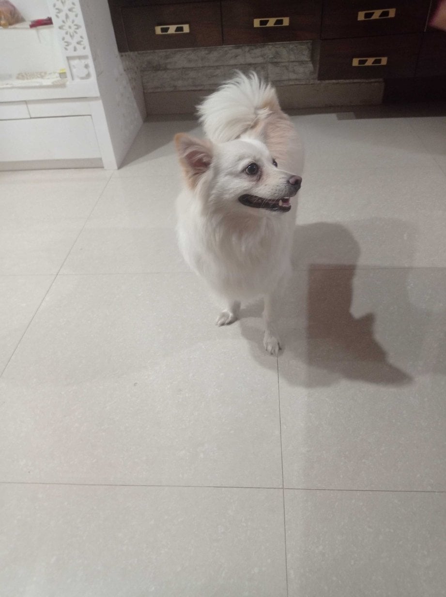 Pomeranian Dogs For Mating In Sambalpur