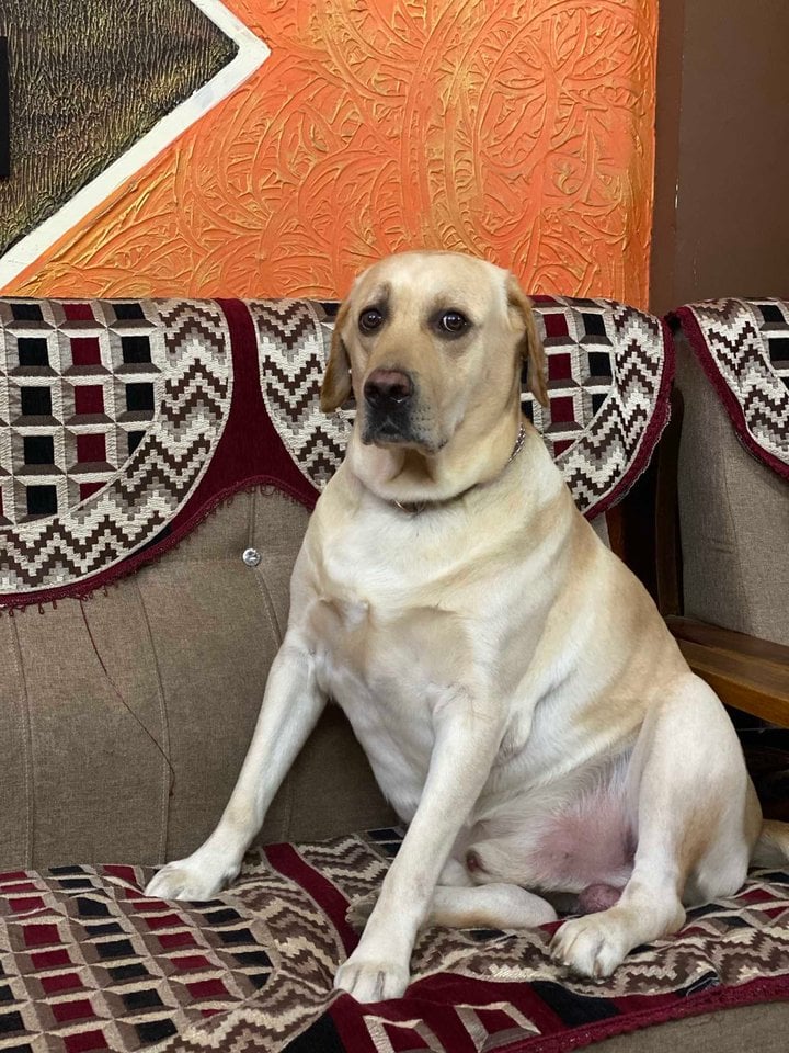 Labrador Retriever Dogs For Mating In Vizag