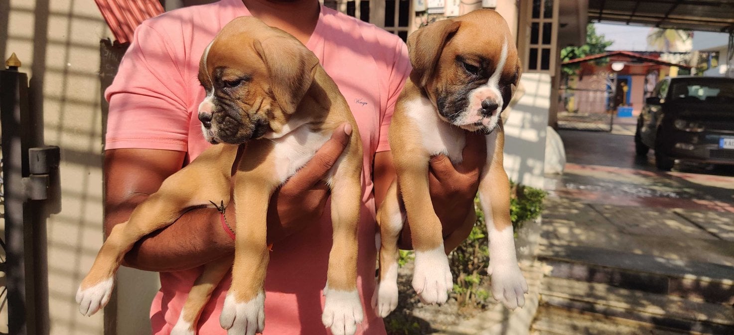 Boxer For Sale In Bangalore