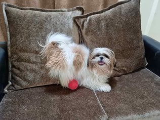 Shih Tzu Dogs For Mating In Pune