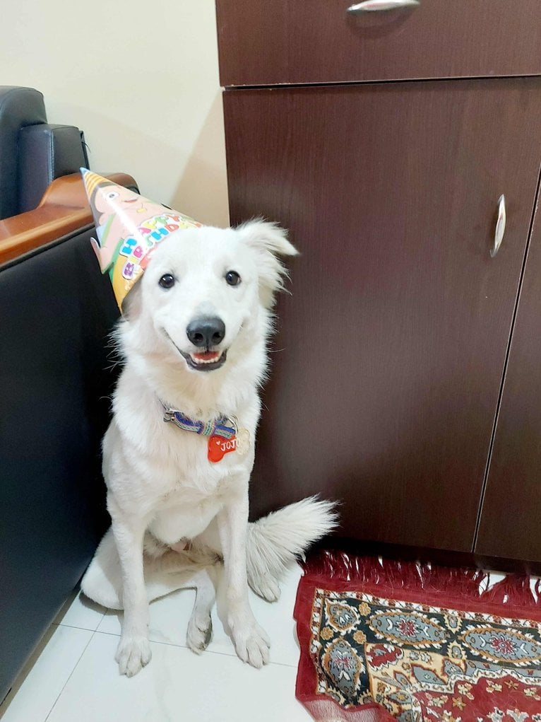 Indian Spitz Dogs For Mating In Patna