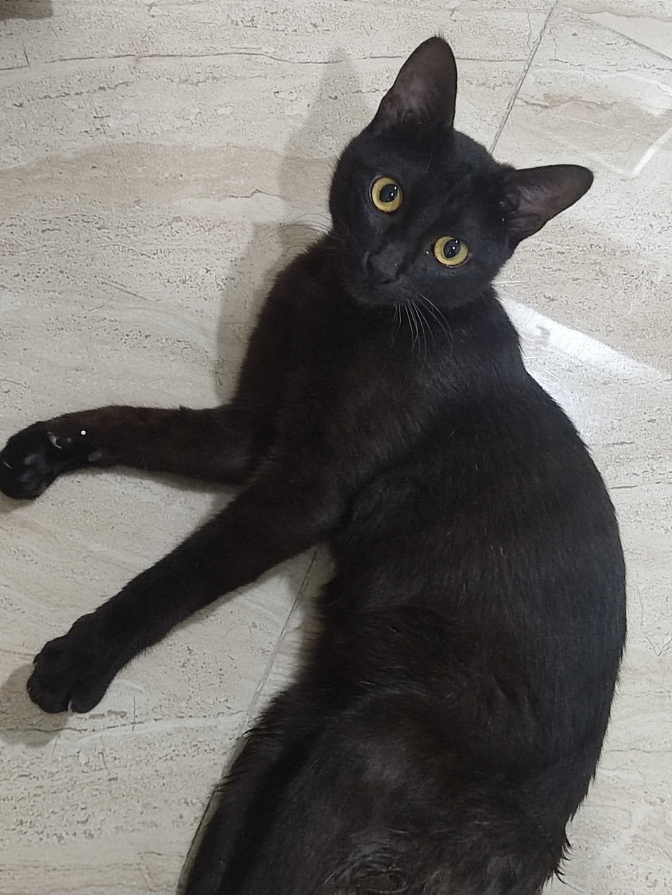 Indian Breed For Adoption In Agra