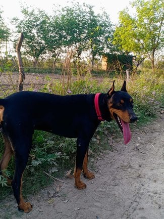 Doberman Pinscher Dogs For Mating In Delhi