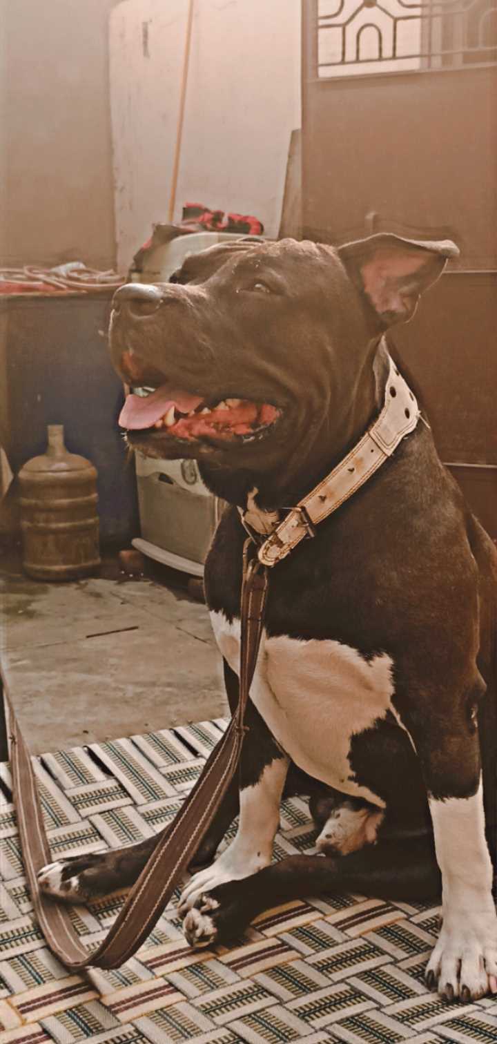American Bully Dogs For Mating In Delhi