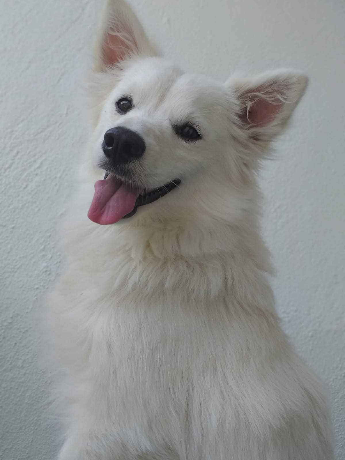 Pomeranian Dogs For Mating In Sambalpur