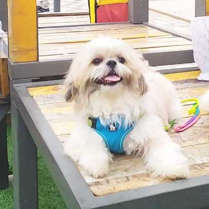 Shih Tzu Dogs For Mating In Kochi