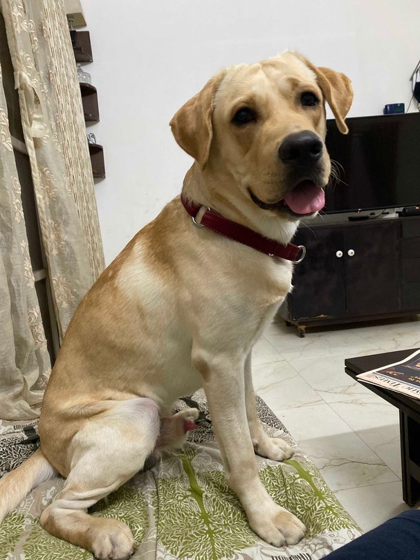 Labrador Retriever Dogs For Mating In Mumbai