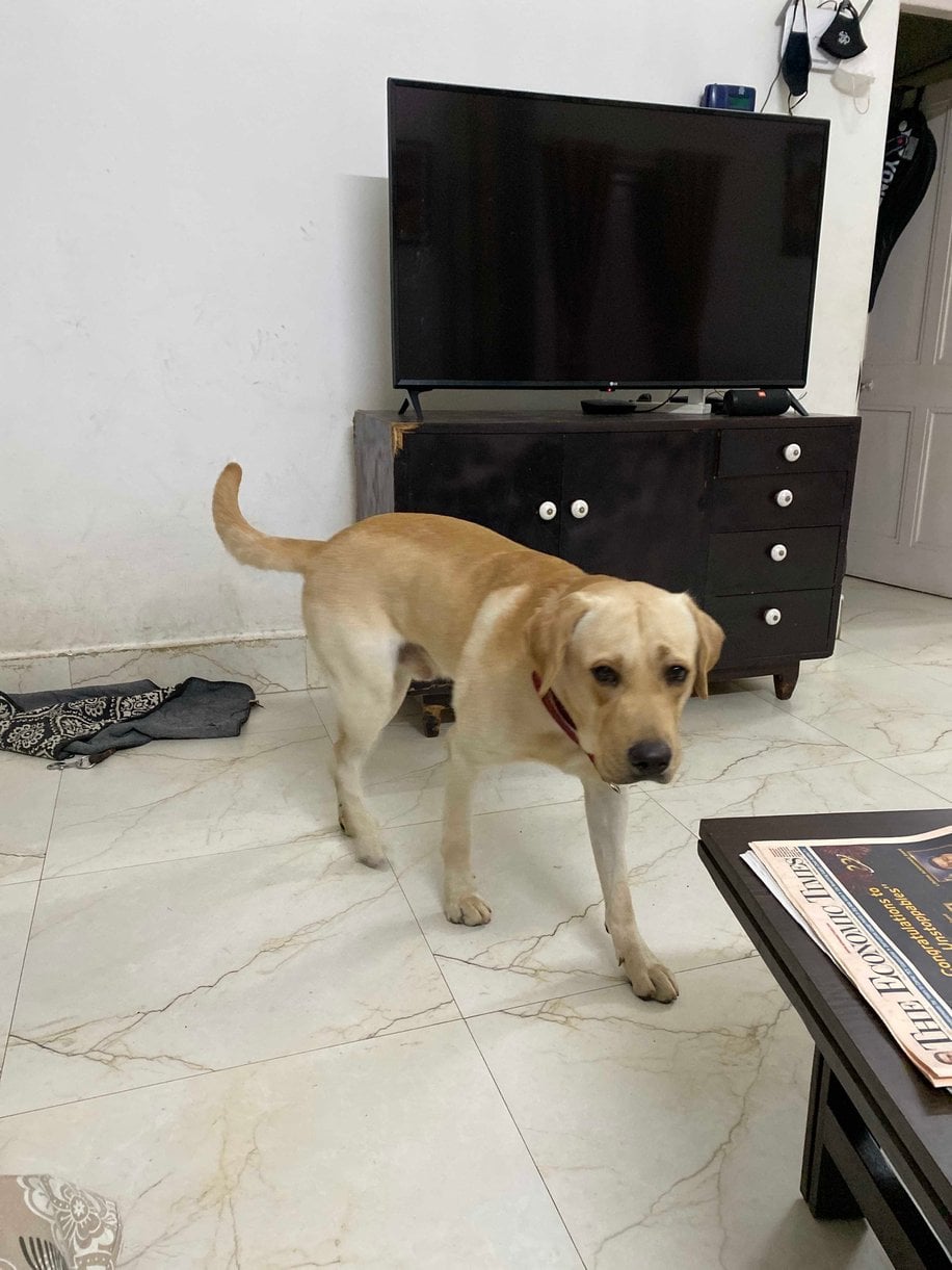 Labrador Retriever Dogs For Mating In Mumbai
