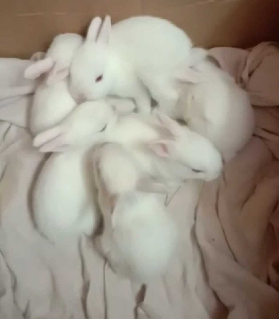 Rabbits For Adoption In Kolkata