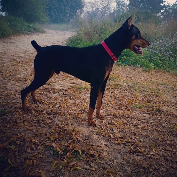 Doberman Pinscher Dogs For Mating In Delhi