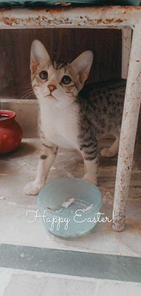 Indian Breed For Adoption In Kanpur