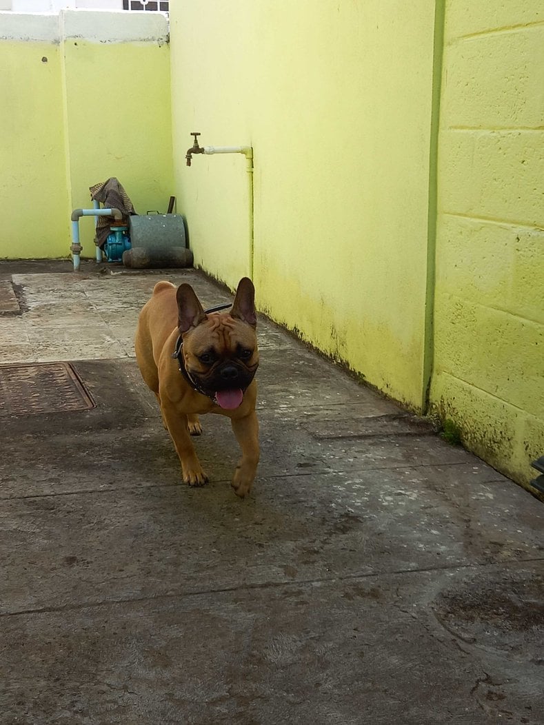 French Bulldog Dogs For Mating In Chennai