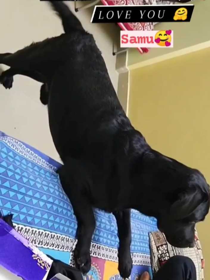 Labrador Retriever Dogs For Mating In Jaipur