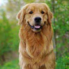 Golden Retriever Dogs For Mating In Munger