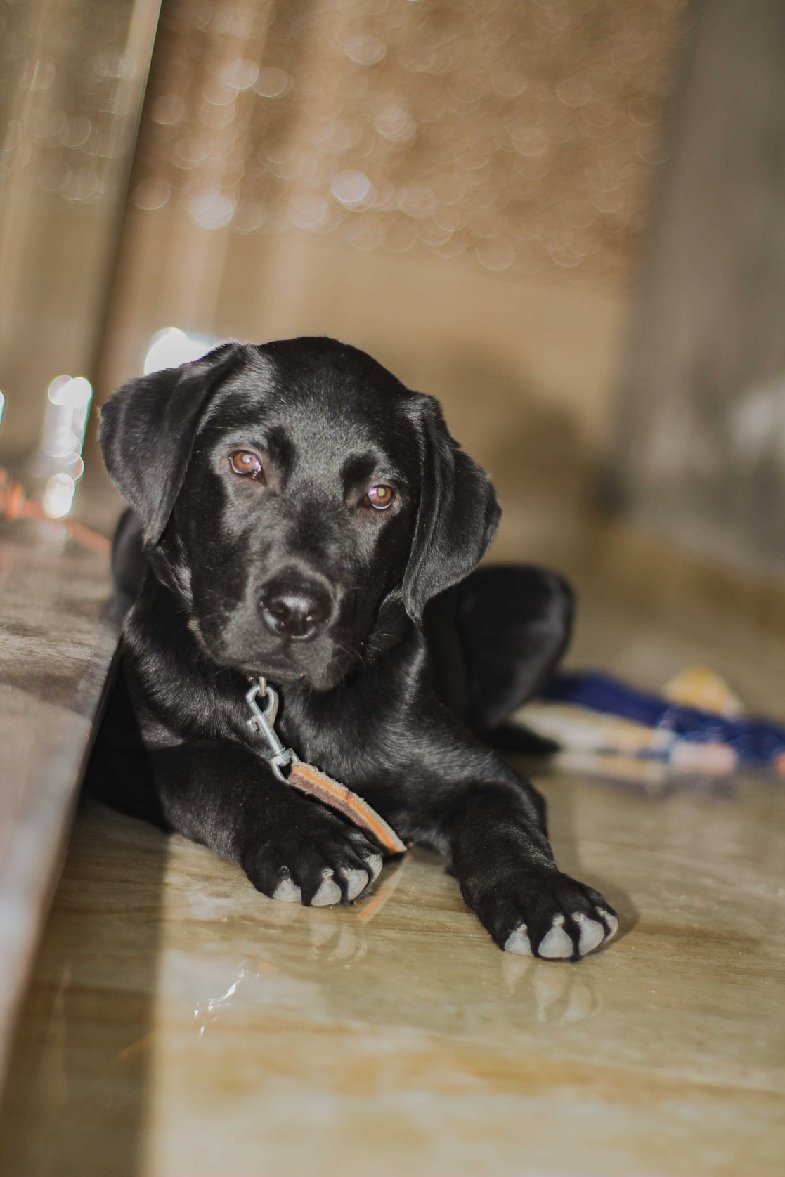 Labrador Retriever For Adoption In Kathua
